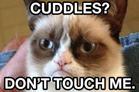cuddles-dont-touch-me-grumpy-cat.png?w=545&h=361